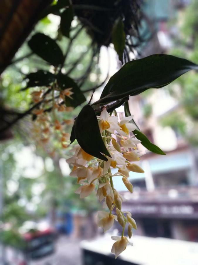 Hanoi Balcony Homestay Eksteriør bilde