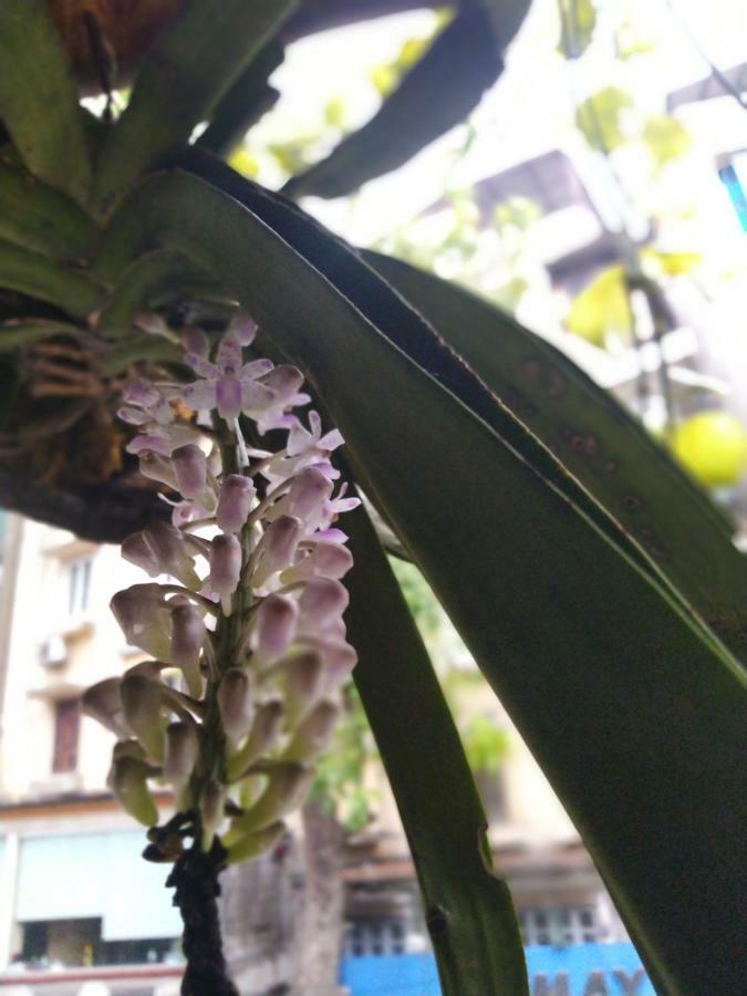 Hanoi Balcony Homestay Eksteriør bilde